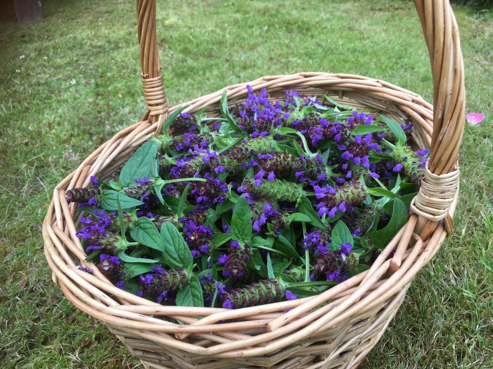Image shows a woven willow basket containing vivid purple Self Heal Flowers 